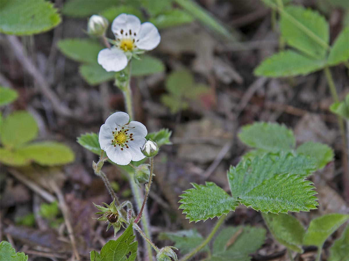 Fragaria moschata